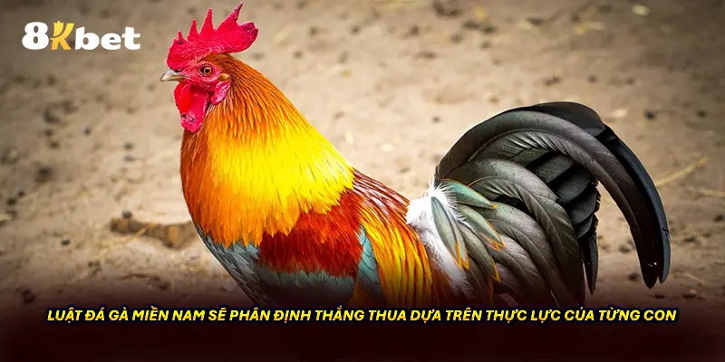 Luật đá gà miền Nam sẽ phân định thắng thua dựa trên thực lực của từng con